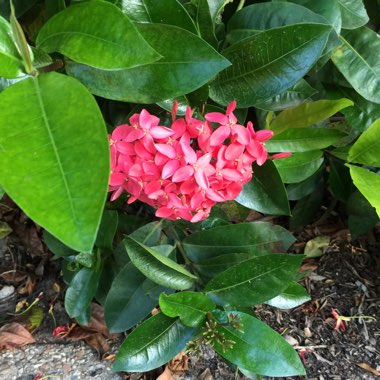 Ixora