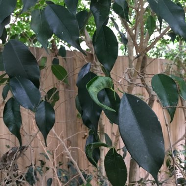 Ficus benjamina