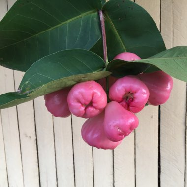 Syzygium Jambos