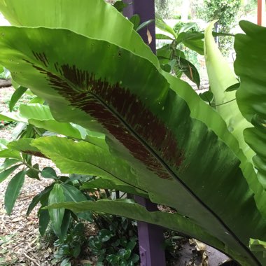 Asplenium Australasicum