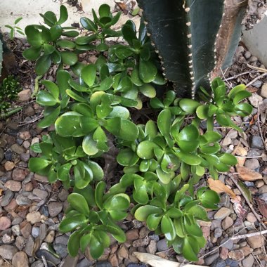 Kalanchoe Longiflora