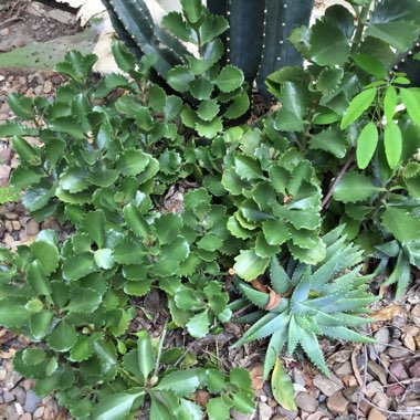 Kalanchoe Longiflora