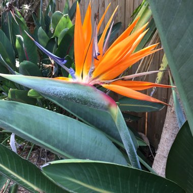 Strelitzia reginae