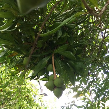 Macadamia ternifolia