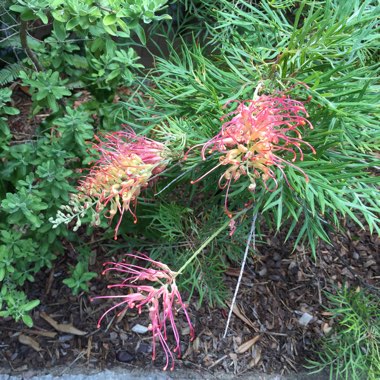 Grevillea bipinnatifida x banksii 'Ned Kelly' syn. Grevillea Mason's hybrid