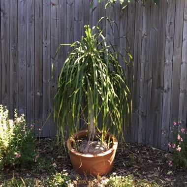 Beaucarnea recurvata