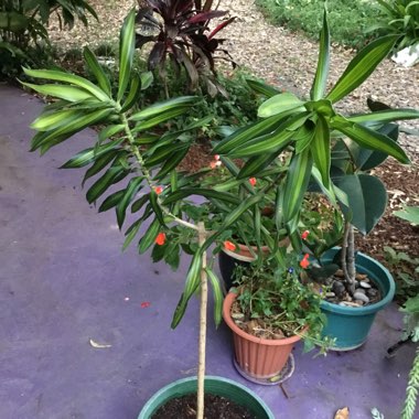 Dracaena reflexa syn. pleomele reflexa