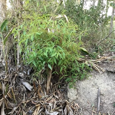 Eucalyptus Chapmaniana