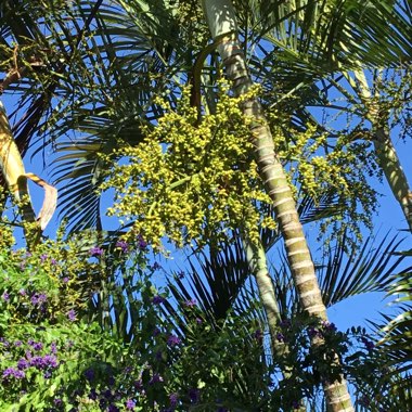 Dypsis lutescens syn. Chrysalidocarpus lutescens, Areca lutescens