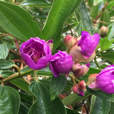 Tibouchina urvilleana