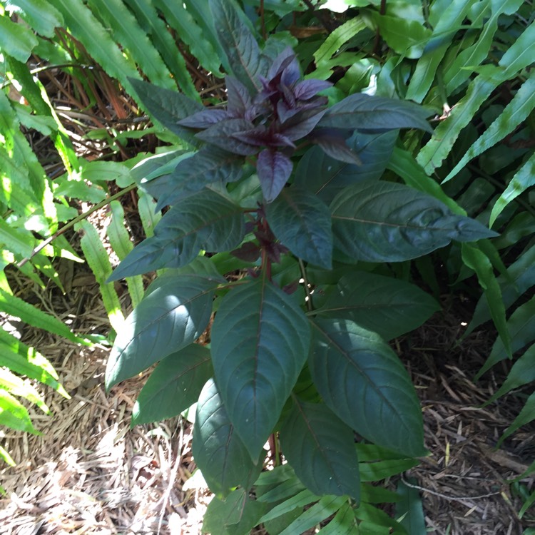 Plant image Celosia spicata 'Intenz'