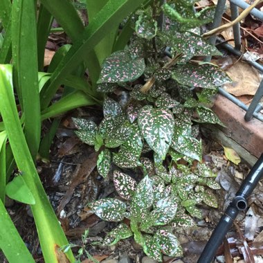 Hypoestes phyllostachya