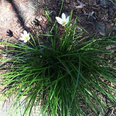 Zephyranthes