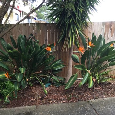 Strelitzia reginae