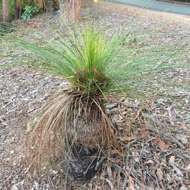 Xanthorrhoea  johnsonii