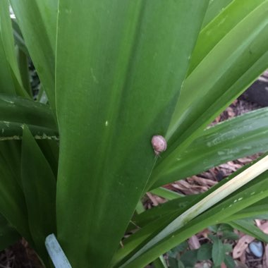 Hymenocallis festalis syn. ismene festalis