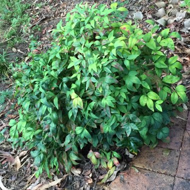 Nandina Domestica 'Woods Dwarf'