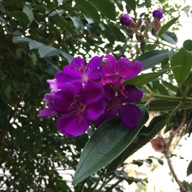 Tibouchina urvilleana