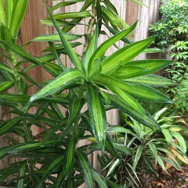 Dracaena reflexa syn. pleomele reflexa