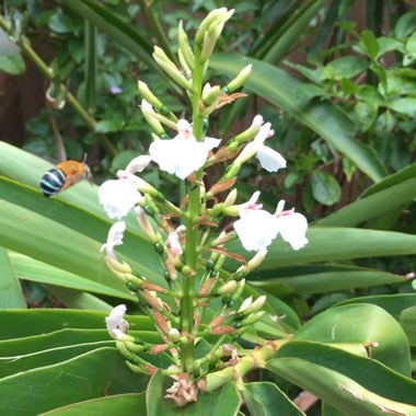 Alpinia Caerulea