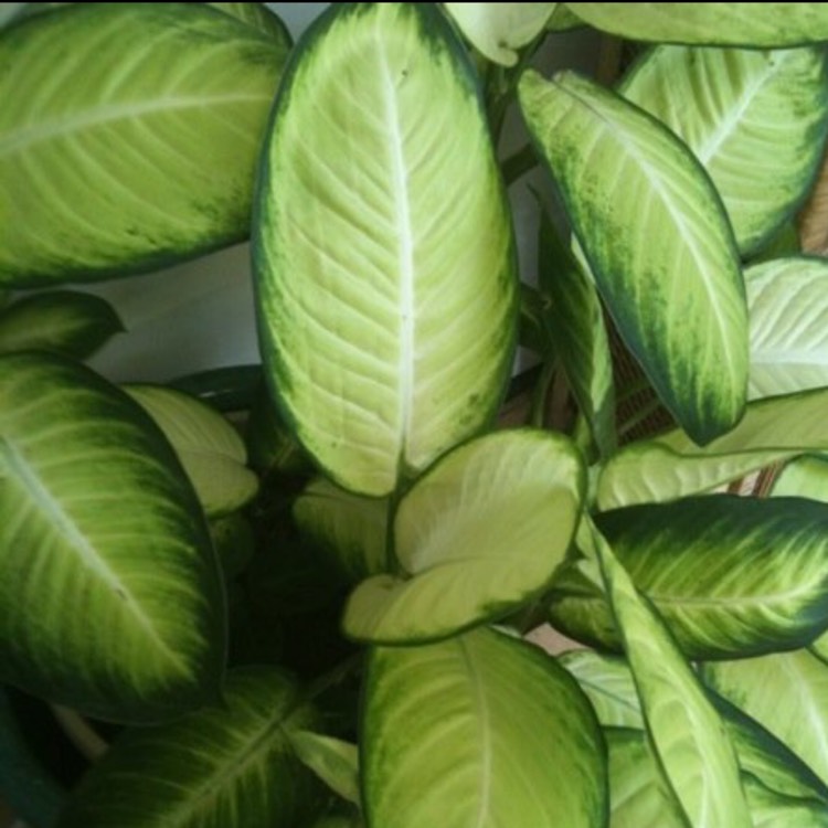 Plant image Dieffenbachia bowmannii