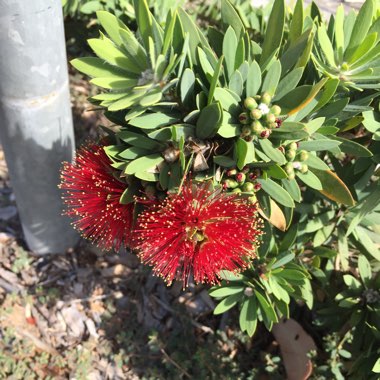 Callistemon Citrinus 'Little John'