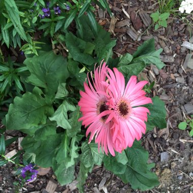 Gerbera