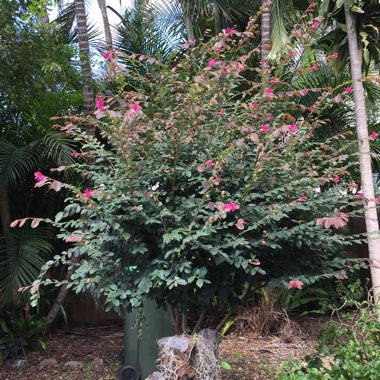 Loropetalum chinense var. rubrum 'Zhuzhou Fuchsia'