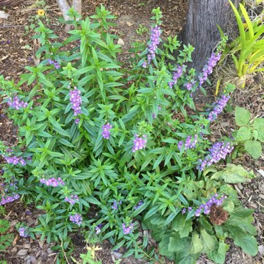 Angelonia Angustifolia