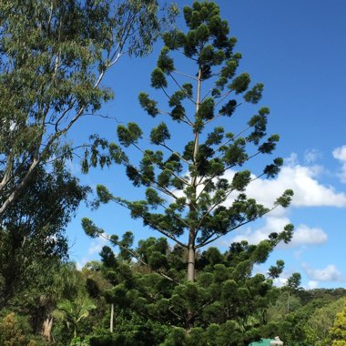 Araucaria bidwillii