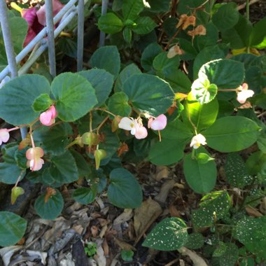 Begonia