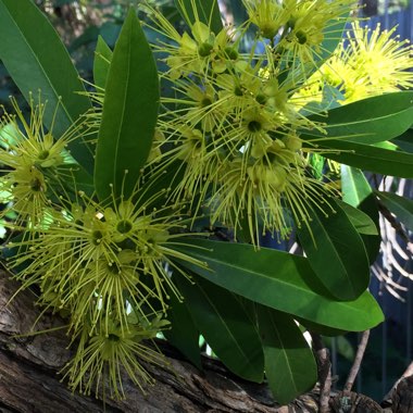 Xanthostemon chrysanthus