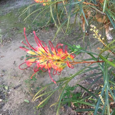 Grevillea 'Firesprite'