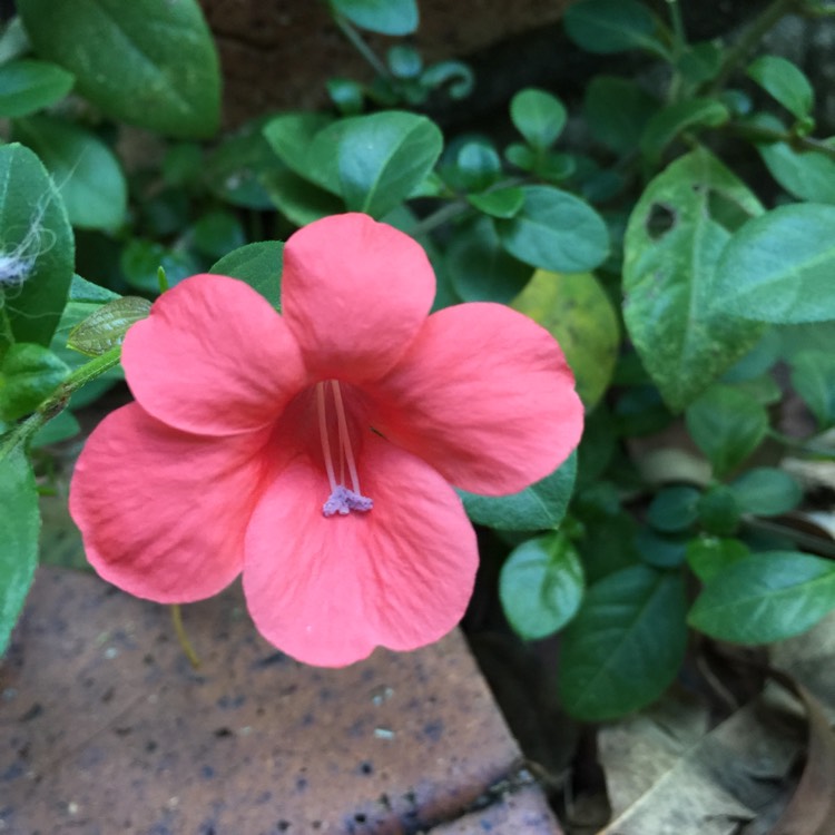 Plant image Barleria repens