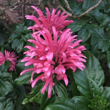 Justicia carnea