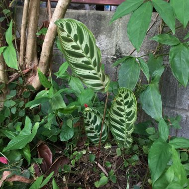 Calathea