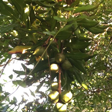 Macadamia ternifolia