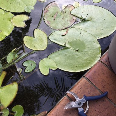 Nymphoides Indica Lily