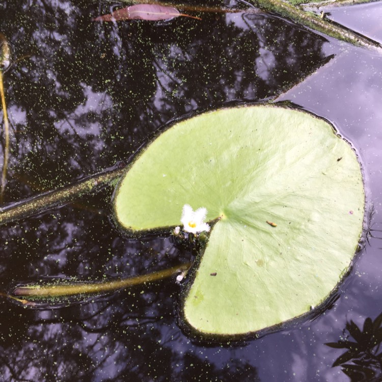 Plant image Nymphoides Indica Lily