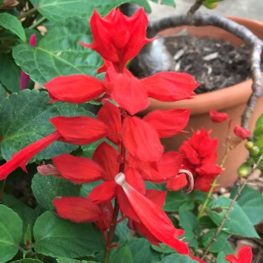 Salvia splendens 'Fireball'