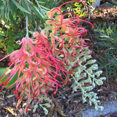 Grevillea bipinnatifida x banksii 'Ned Kelly' syn. Grevillea Mason's hybrid