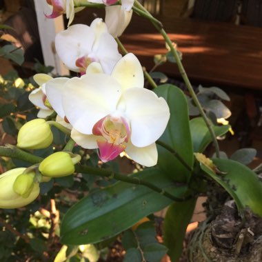 Phalaenopsis