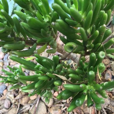 Crassula ovata 'Gollum'