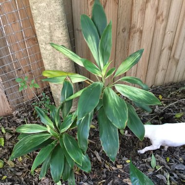 Cordyline Fruticosa 'Miss Andrea'