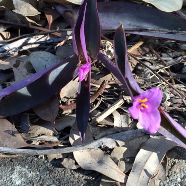 Tradescantia pallida 'Purpurea' syn. Tradescantia pallida 'Purple Heart'