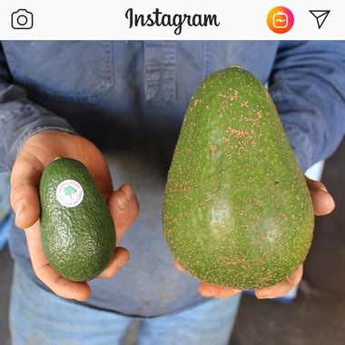 Persea americana 'Avozilla'