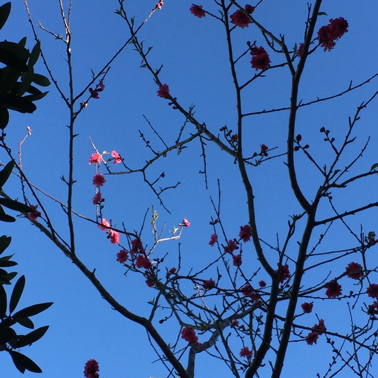 Plant image Prunus persica 'Peregrine'