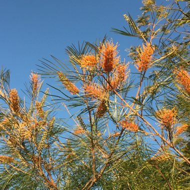 Grevillea Junciflora