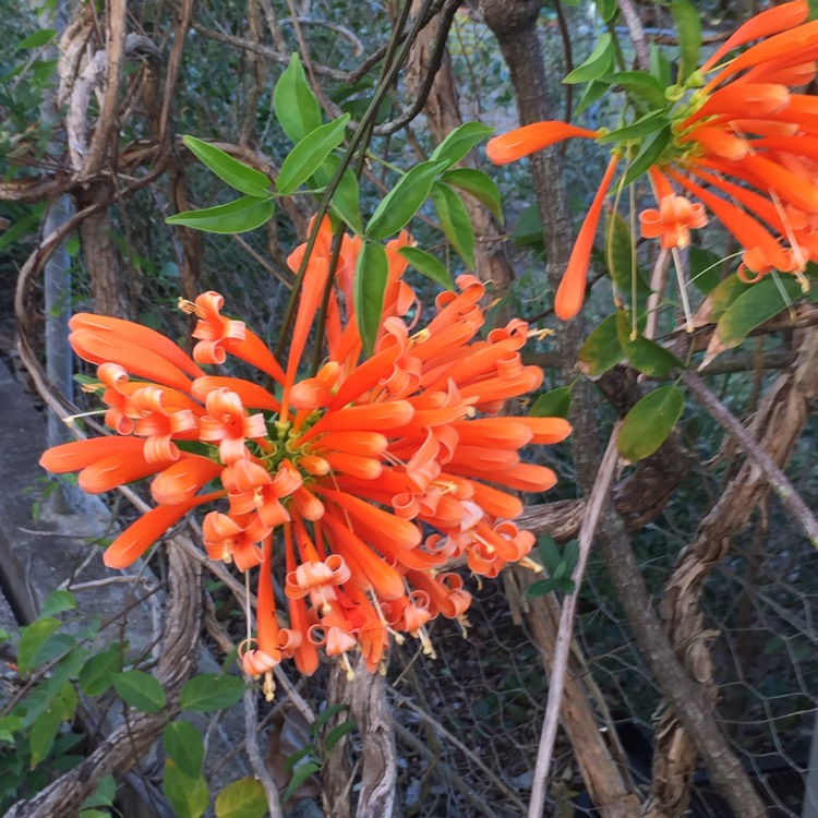 Plant image Tecoma Capensis