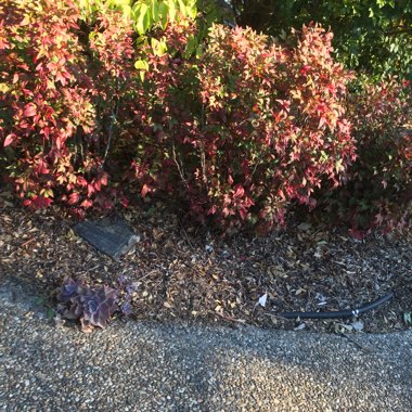 Nandina Domestica 'Woods Dwarf'